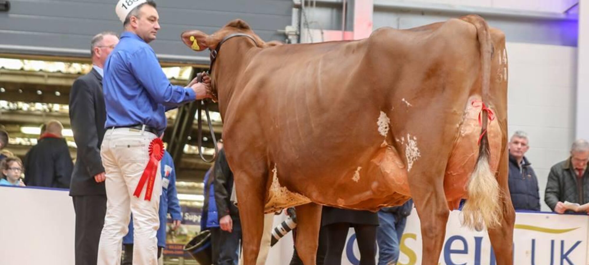 Breed Champion - Sandyford Prime Heather Honey