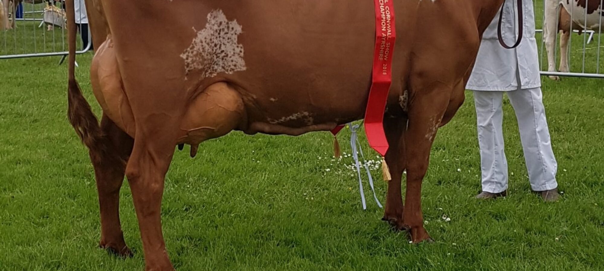 Gargus Jemima 3 EX94