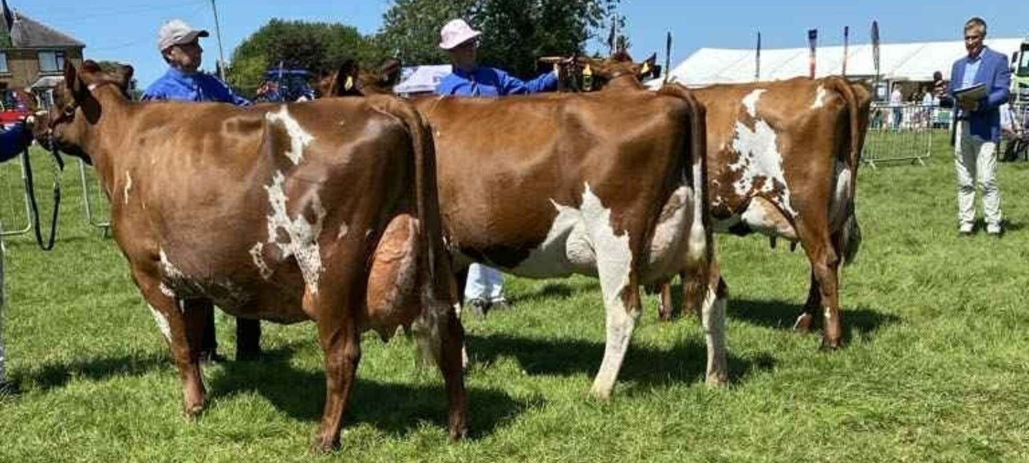 L to R Champion, Reserve Champion, Honourable Mention