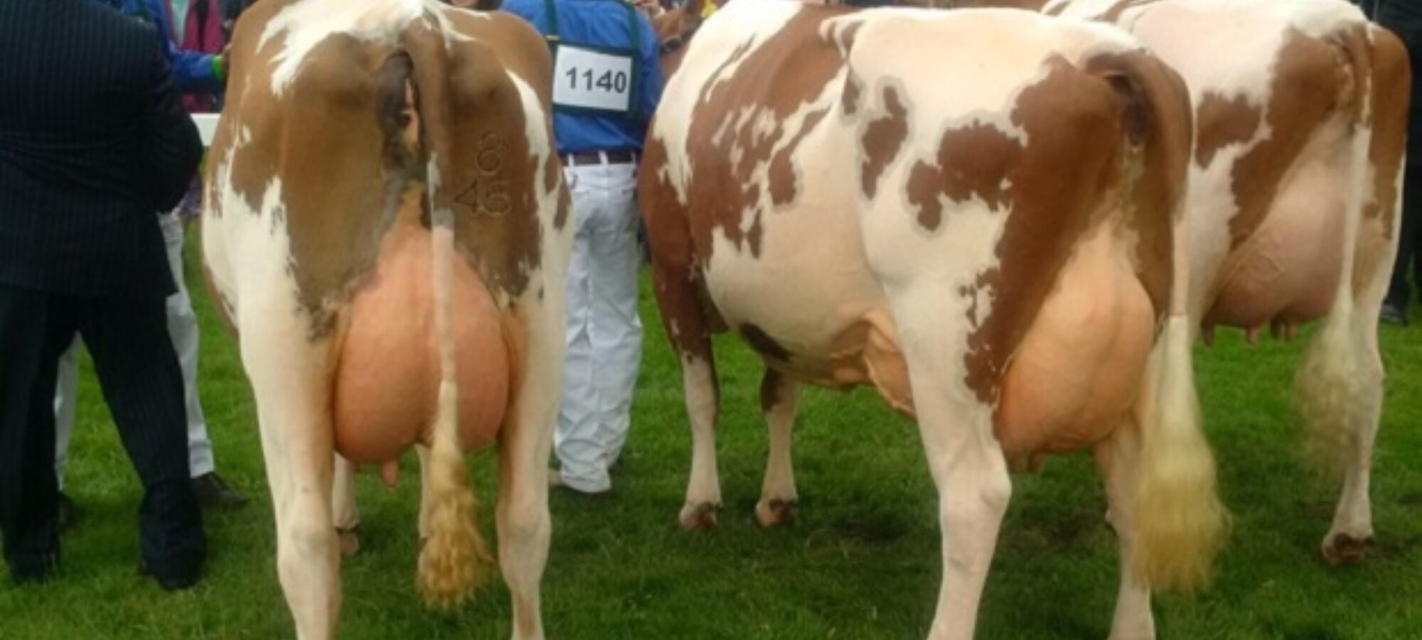 Left to right: Champion - Sanderson George Evergreen 310 VG 88 Reserve - Harefoot Napier Bella EX 92 Hon Men. - Harperfield Pan