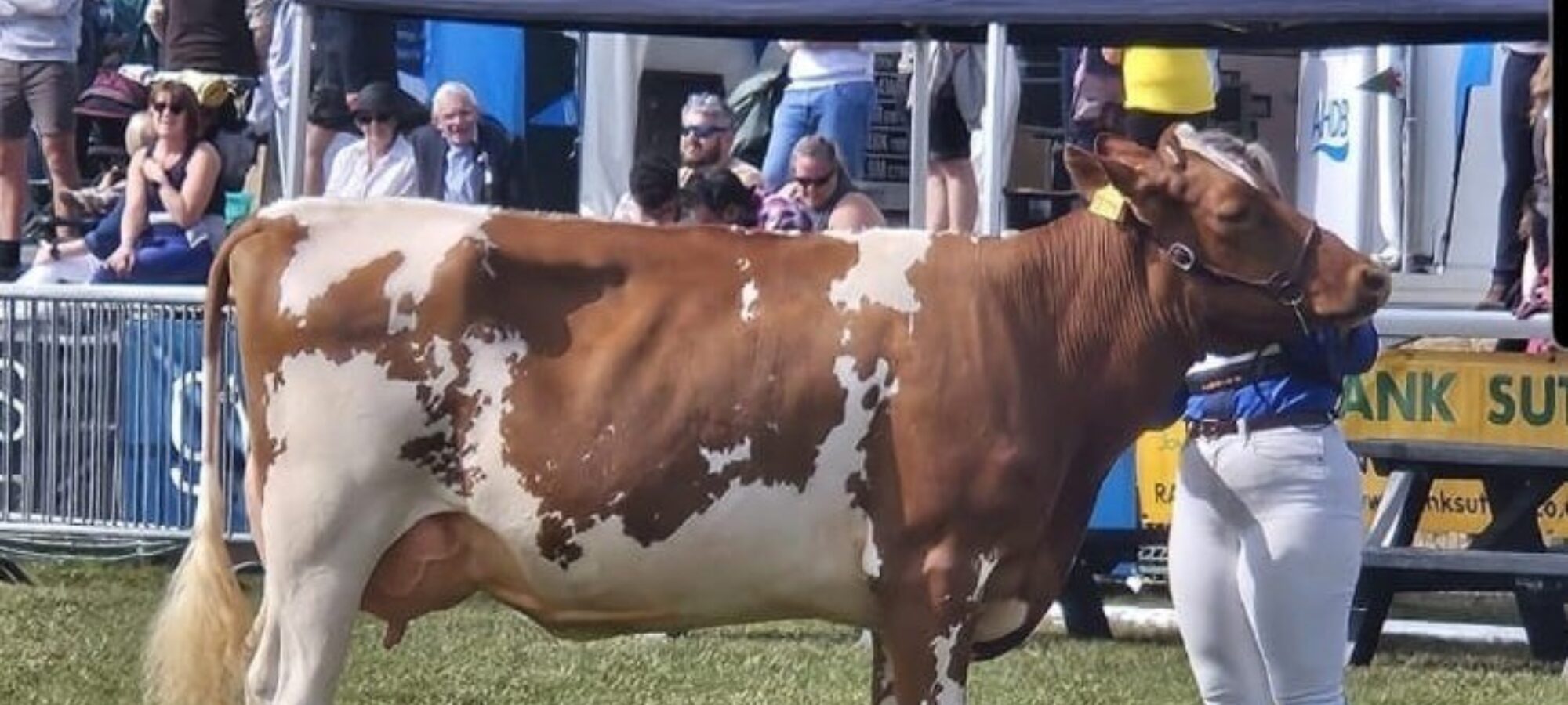 Gwynnog Hawaiian Linnet 2