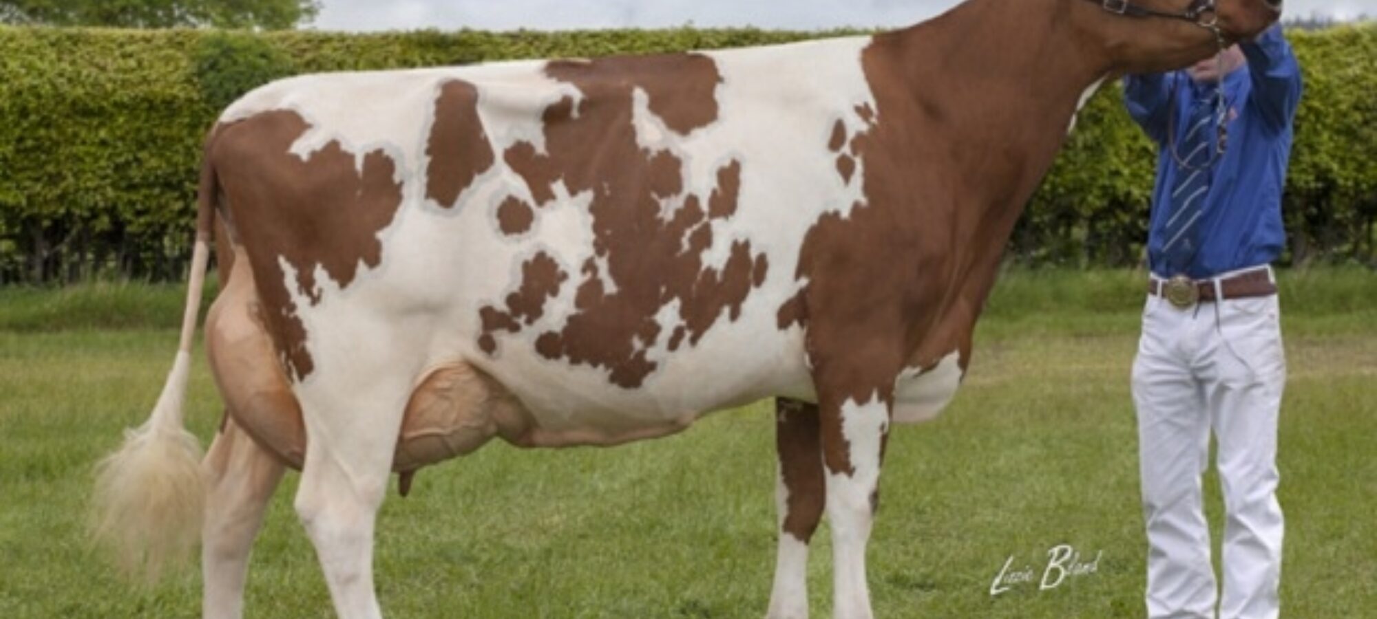 Haresfoot Napier Bella VG 89 (Ardmore Crown Napier) - A Rimmer