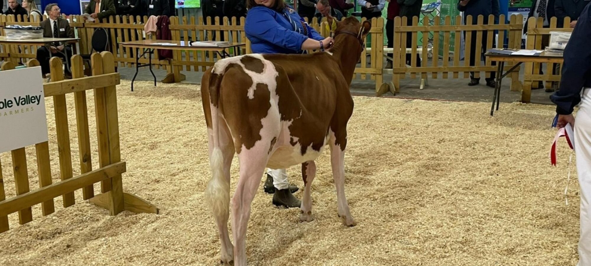 Creech Hill Hawaiian Blossom - Champion Calf & Winner of class AODB born on or after 1 January 2021