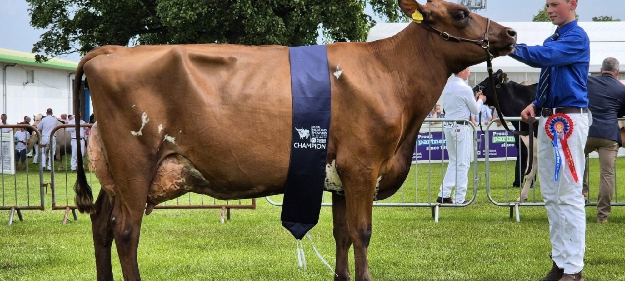 Champion - Swaites Bright Spark 11