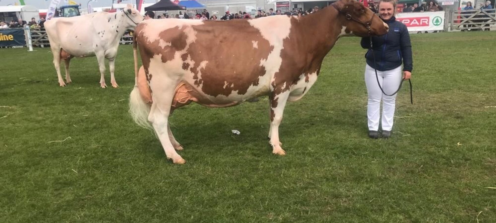 Champion - Threemile Elegant Bella