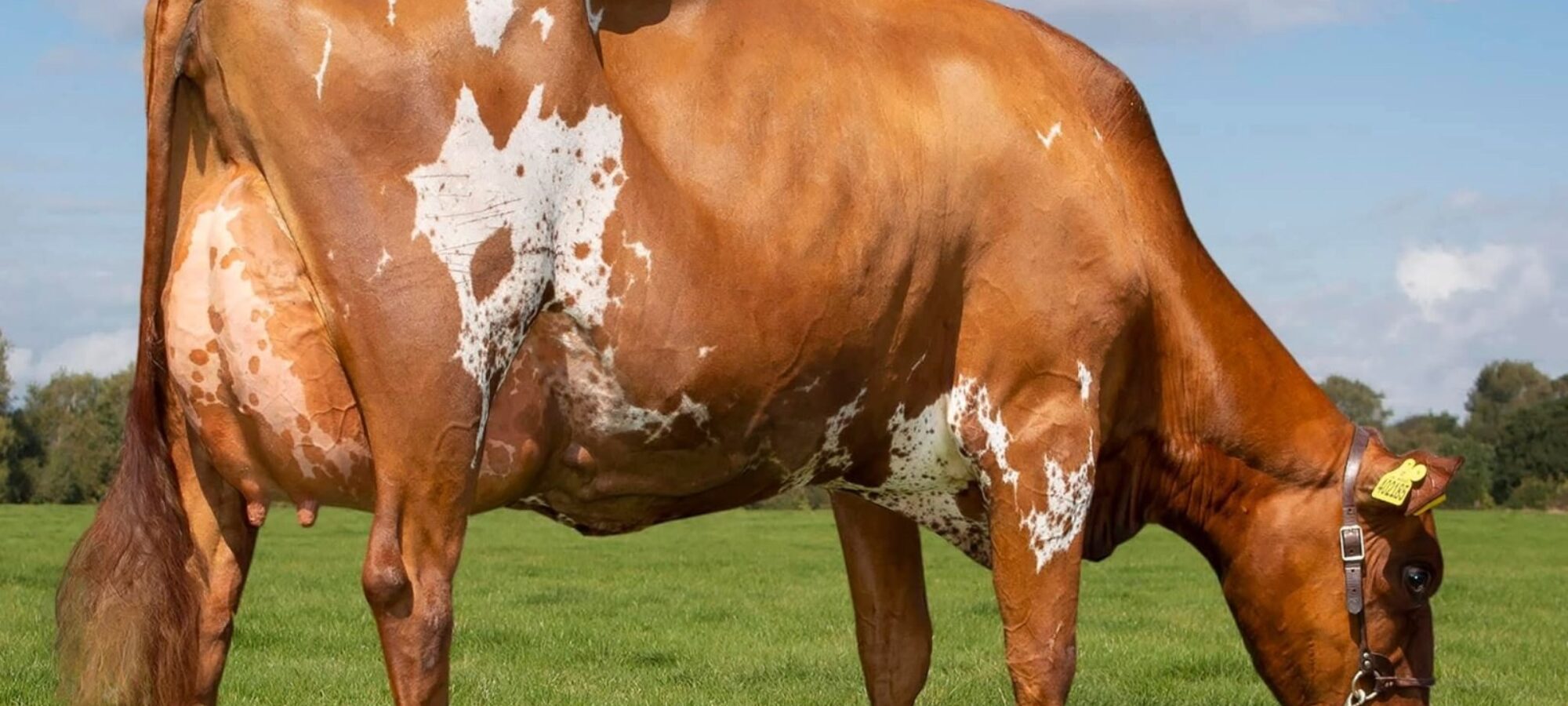 Holmeswood El Clover (Note - Past image)