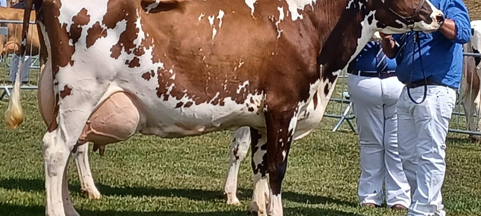 Rosehill Premier Very Light