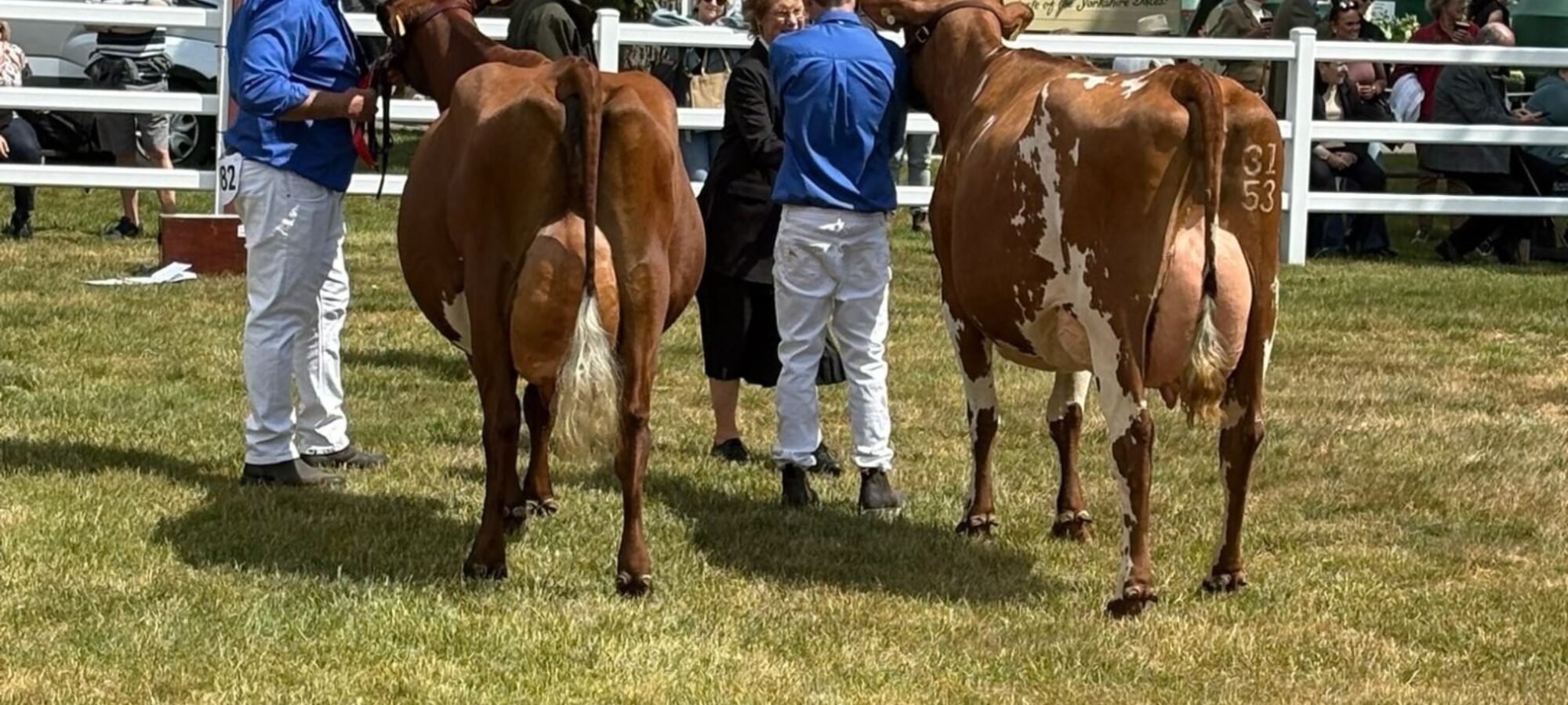 L-R Wroughton Nina 23 - Wigboro Wick Hawaiian Helena 2
