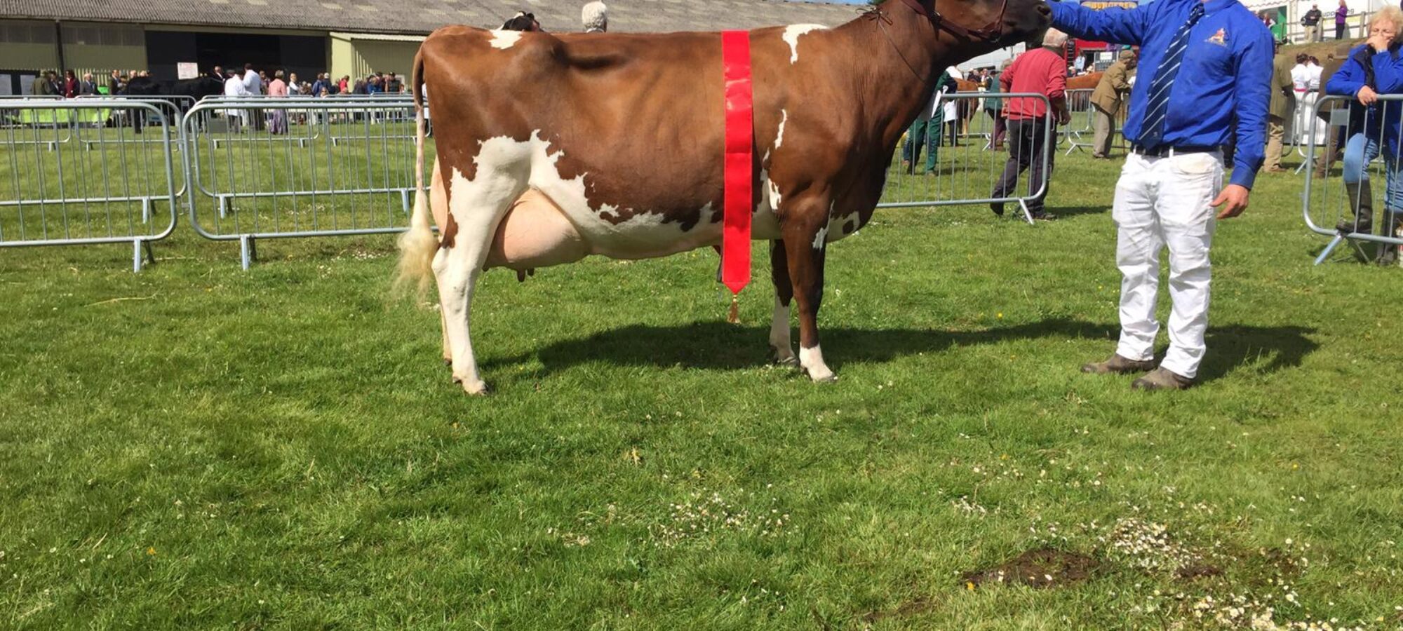 Breed Champion - Lyner Bellissimo Honesty 3