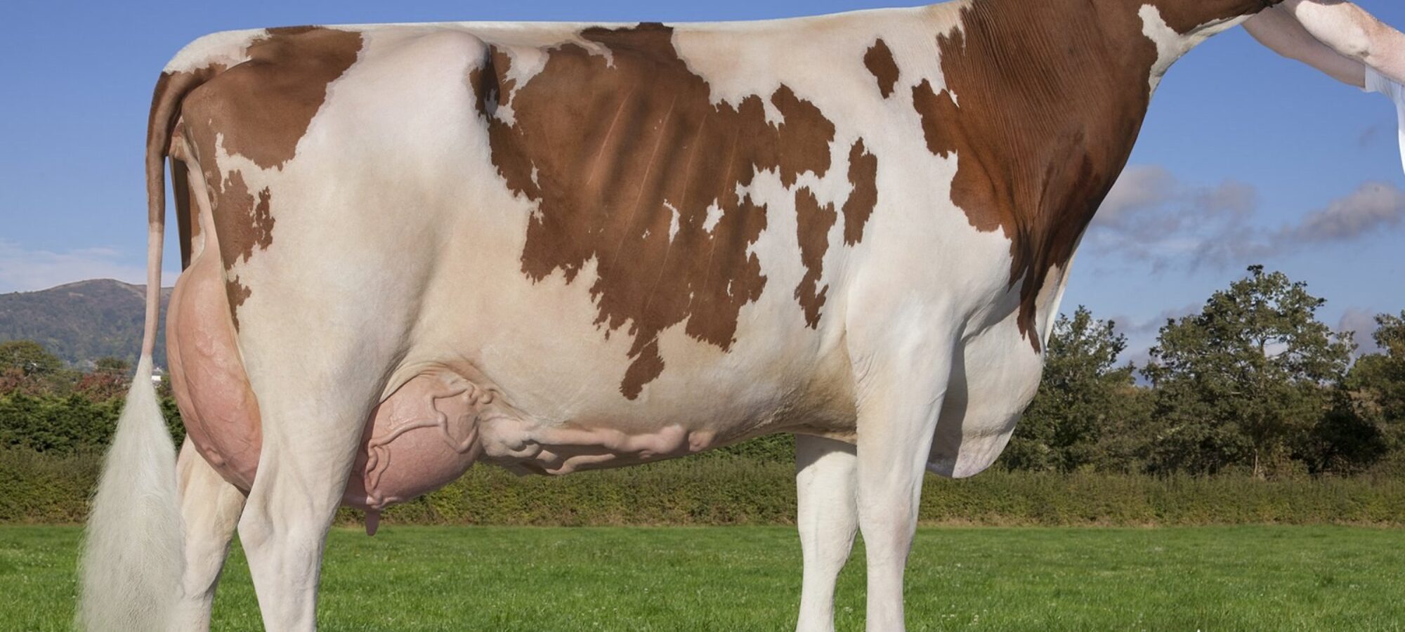 Breed Champion Sandyford Dreamy Bella