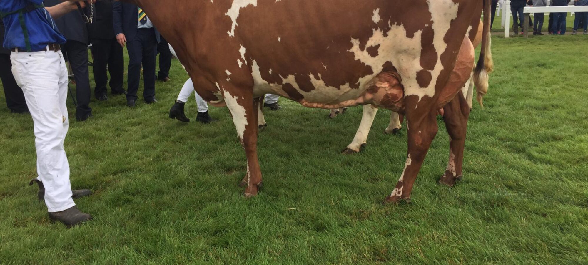 Breed Champion Marleycote Sea Lily 23