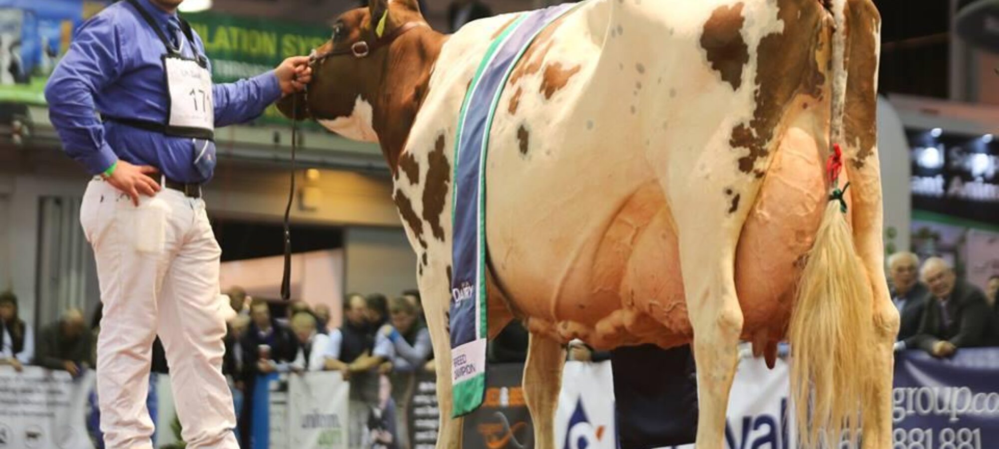 National Ayrshire Show Champion Halmyre Urr Mayflower 140