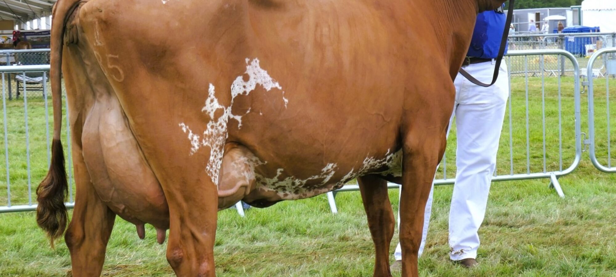 Longwood Vicking Barbara