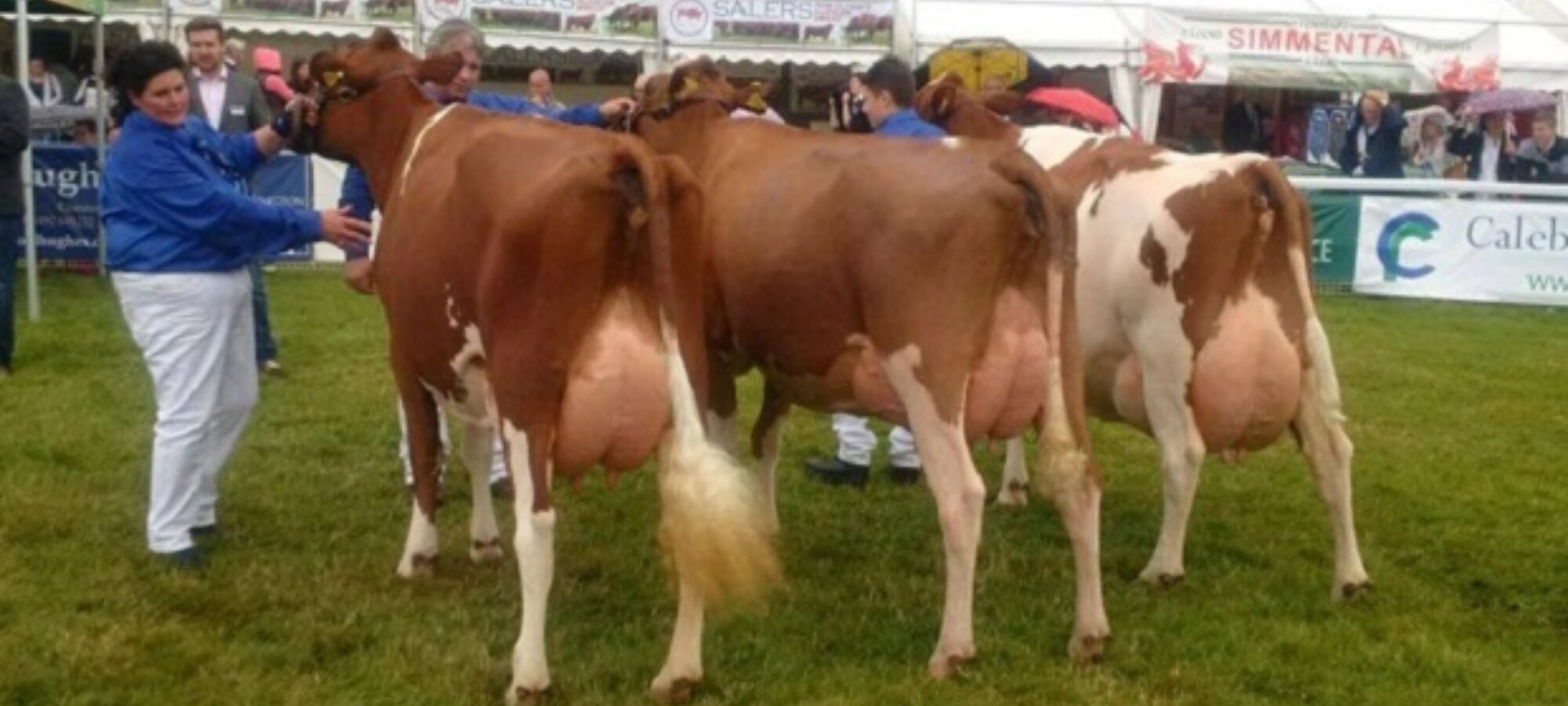 Left to right - Hunnington Fragy 16, Sandyford Ristourn Russet and Hunnington Fragy 12.
