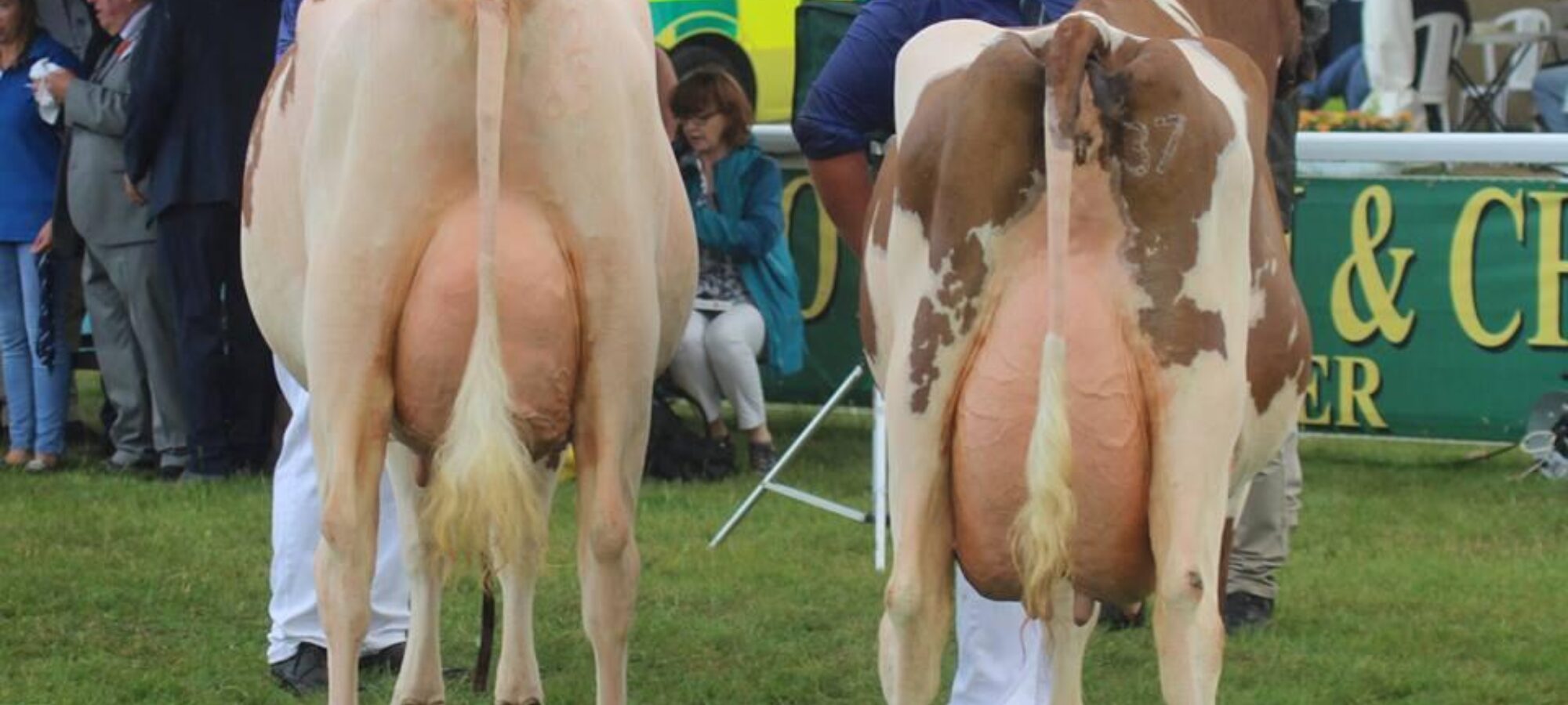 L to R Champion Sandyford Lucky Florrie and Reserve Willhome Ristourn Mary 2