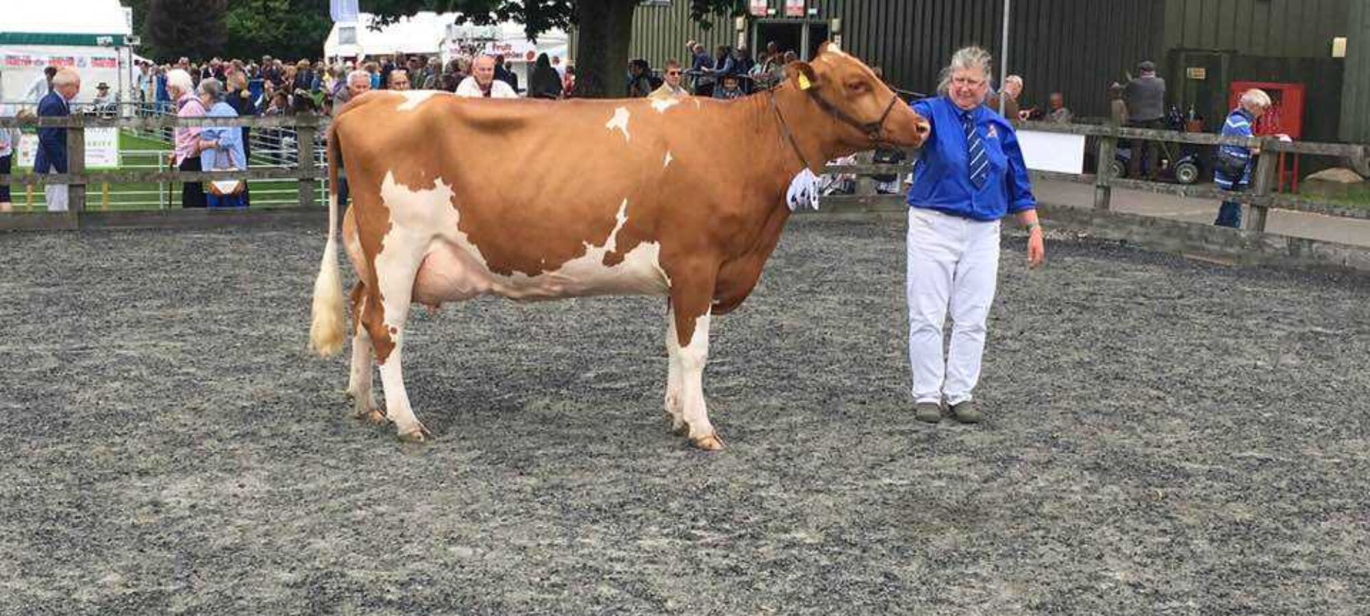 Douglas`s Bobslot Lulu