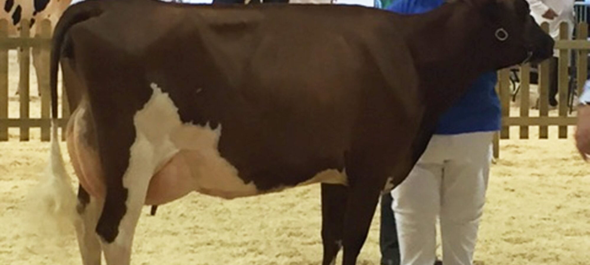 Gadles Napier Sade VG 86