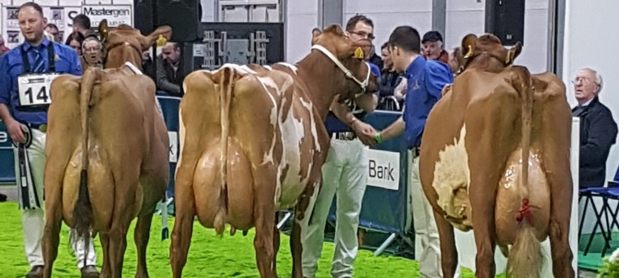 L to R Champion Ardmore Janet 110, Ardmore Orphan 117, Threemile Pretty Rock