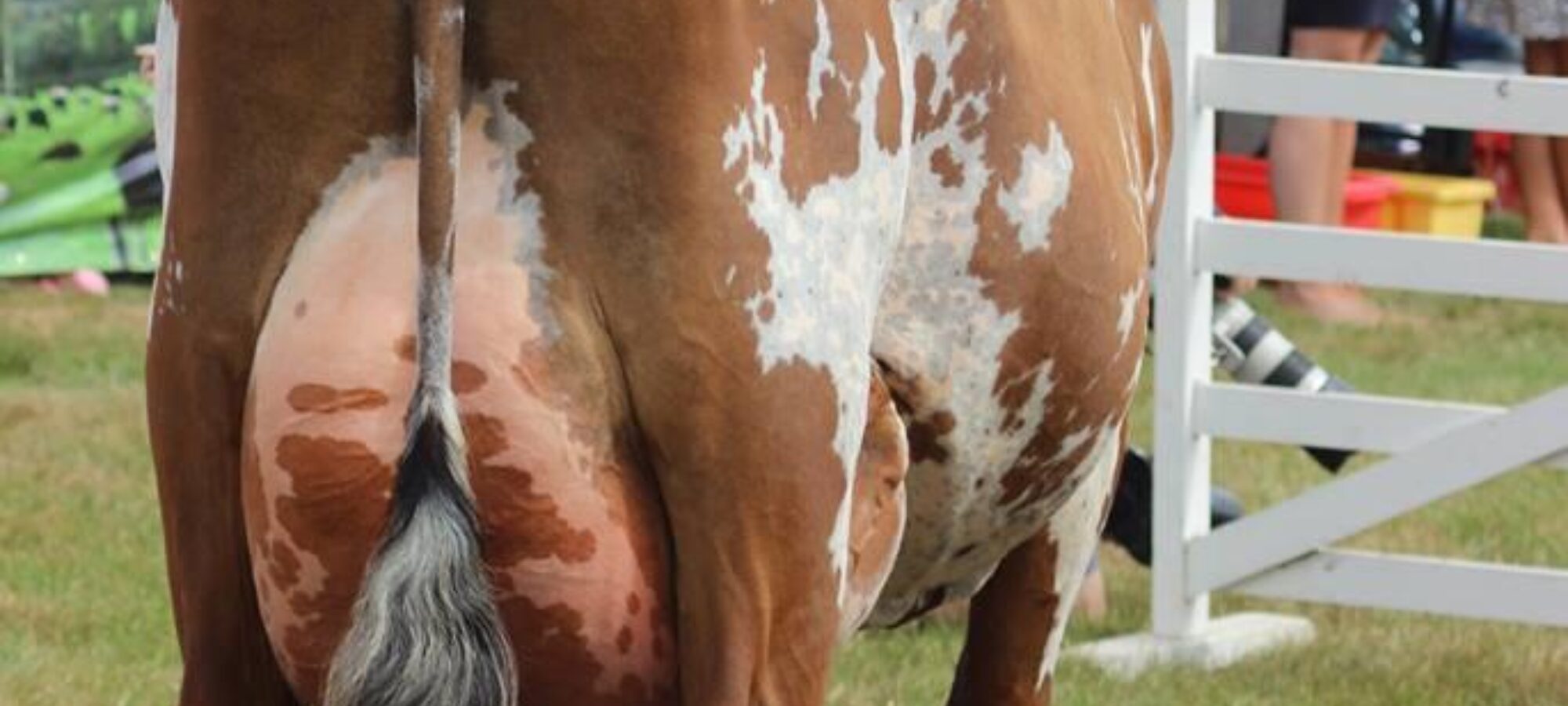 Interbreed Dairy Champion at the Great Yorkshire Show. Willowfields Winnie 2