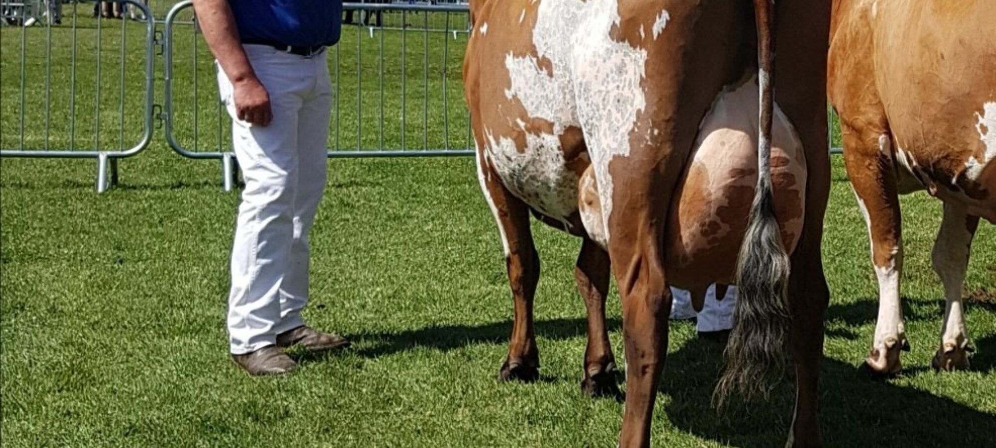 Breed Champion Willowfields Winnie 2