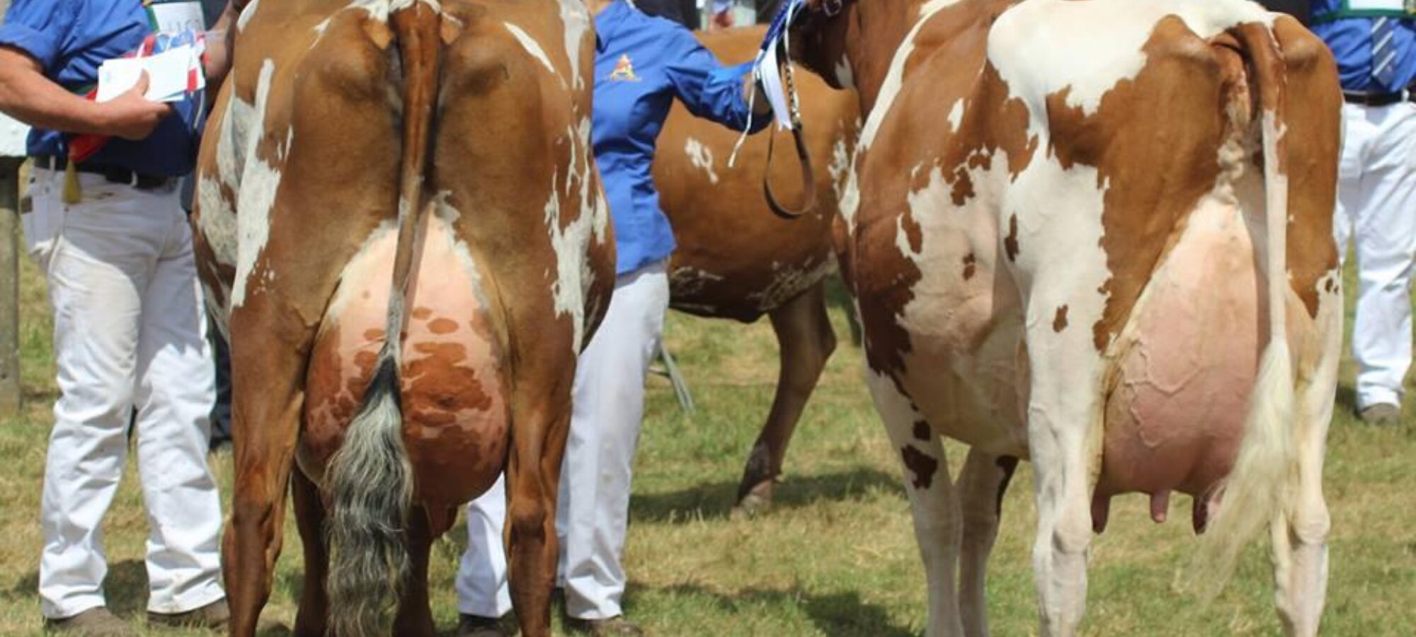 L to R Champion Willowfields Winnie 2 and Reserve Champion Harperfield Sandy Rose