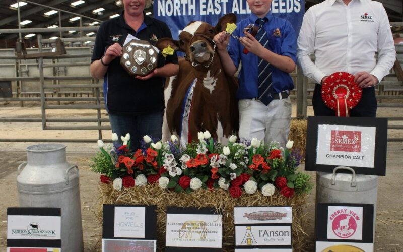 Champion Calf - Rosegill Hocus Pocus Mini Mini Lotty 