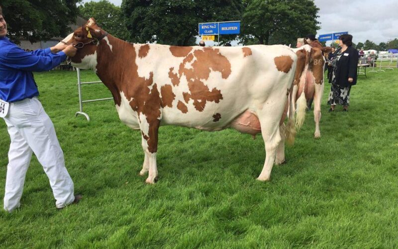 Breed Champion - Twemlow Peggy 12 EX 92 (Twemlow Major Threat) - J Smith