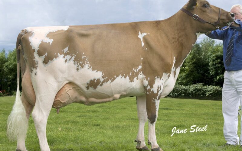 Ayrshire Champion - Sanderson George Evergreen 310 EX 92 - D & C Sanderson