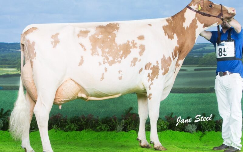 Sandyford Honest Blizzard EX 92