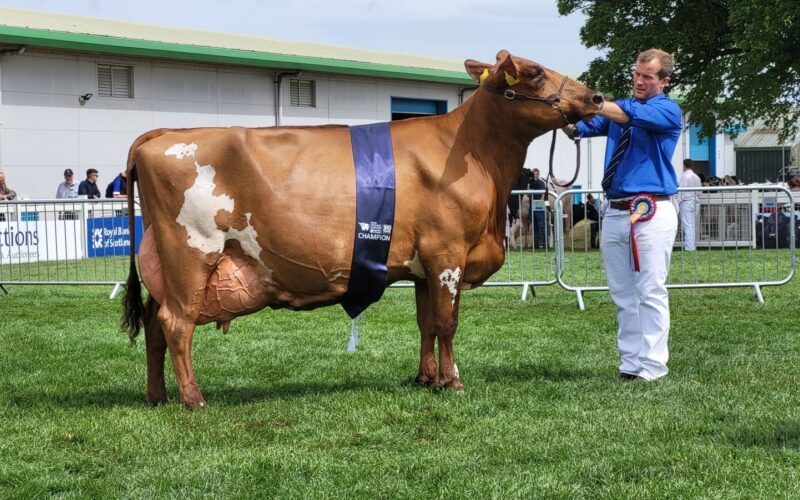 Champion Ayrshire & Interbreed - Hilltower Modern Marcy