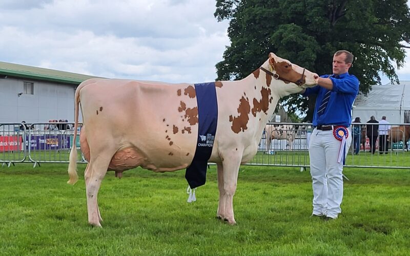 Champion - Cuthill Towers Religious Bunty 