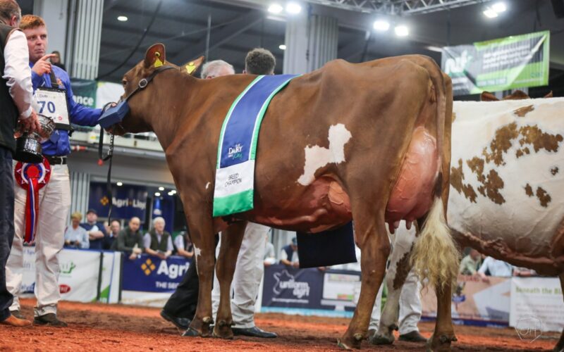 Ayrshire Champion - Allstar Ringer Joybell