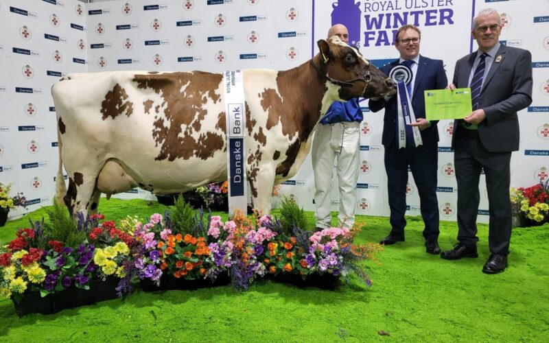 Champion - Fortfield Nancy 50
