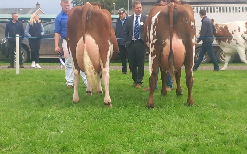 Champion (L) & Reserve (R)