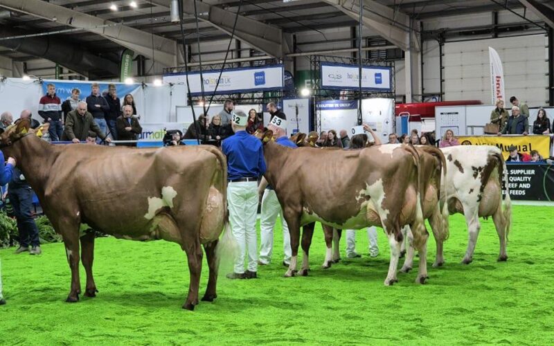 Allstar Ringer Joybell