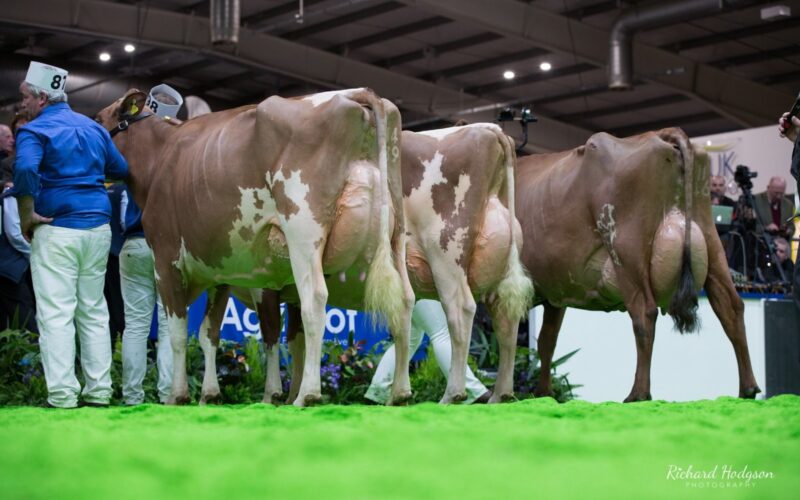Champion Line Up