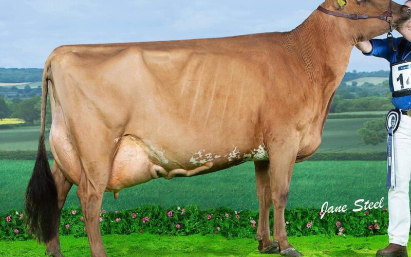 Breed Champion Ardmore Janet 110