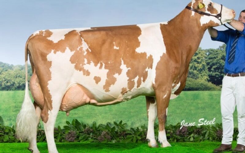 Cuthill Towers White Patch 11 EX 91 (Lagace Modem) - A & S Lawrie