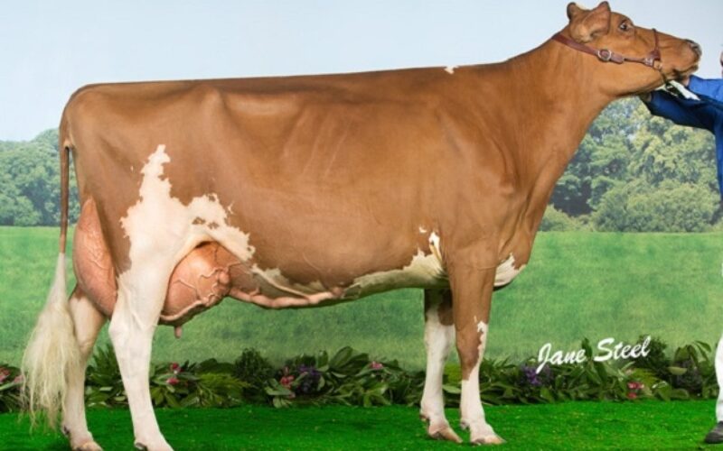 Ayrshire Champion - Loukat Lucky EX 94