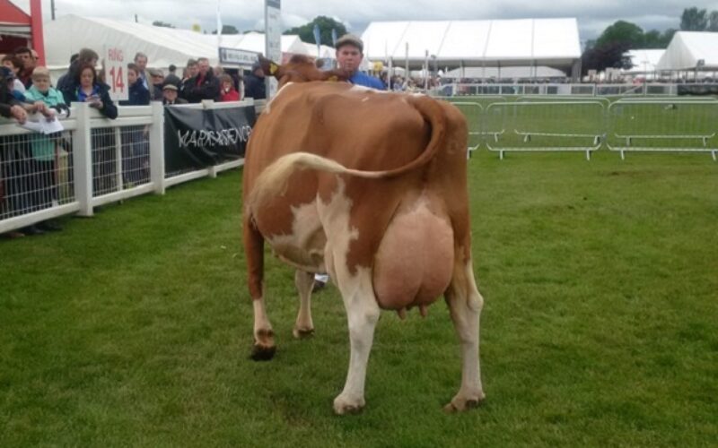 Barr Sandy Rose 56 EX 94 (Barr Aviator) - D M Lindsay