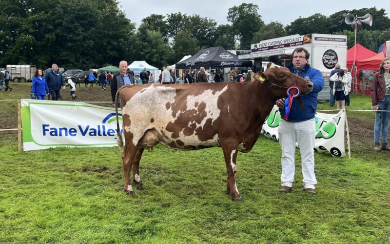 Champion - Beechmount Russet 9