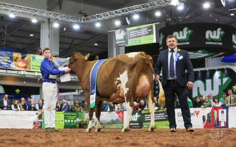 Grand Champion - Swaites Lois 8 with Jay Adamson on the strap and Judge Ian Collins