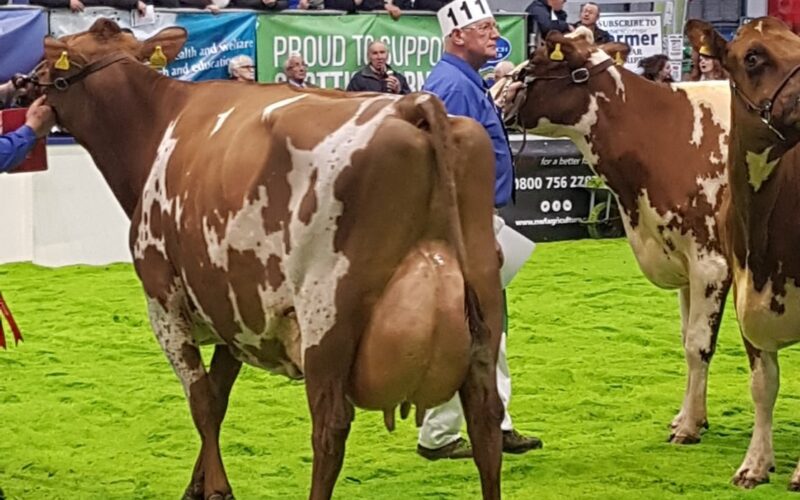 Breed Champion Bruchag Burdette Miss Ella