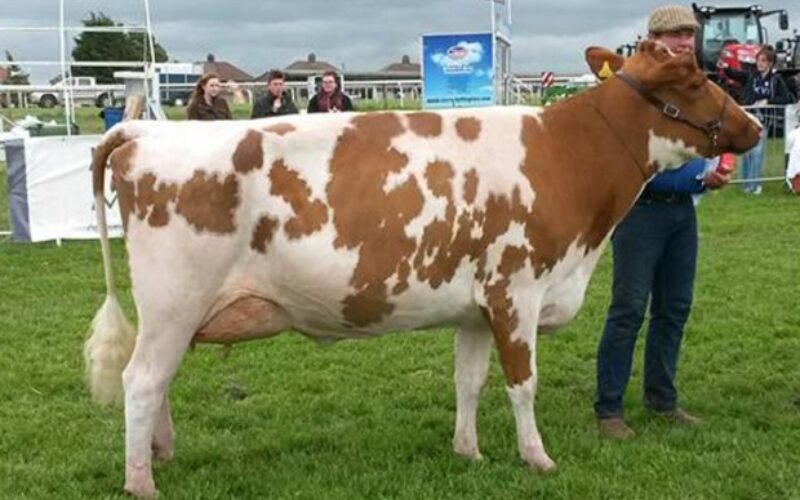 Champion - Harperfield Pan - D M Lindsay