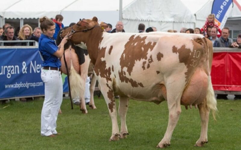 Champion - Marleycote Sea Lily 14 EX 93 (Des Prairies Potter) - M/s McLean