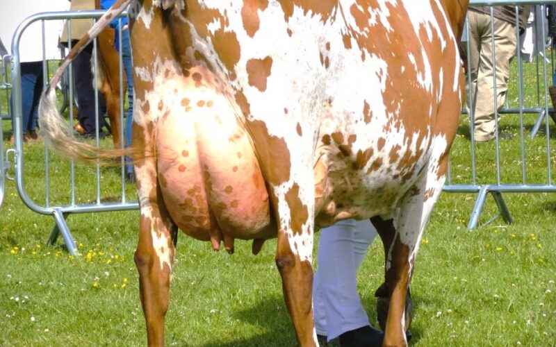 Champion - Rivermead Elvis Anita, Mr M The Davis Family