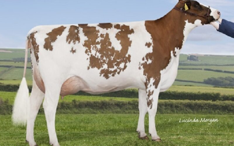 Coombe Perfek Peach (Haresfoot Simply Perfek) - B J Coombe (Harvey Bros)