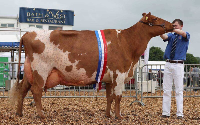 Interbreed Champion at the Bath and West