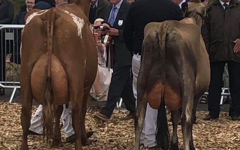 Gargus Jemima 3 Receiving the Interbreed Dairy Champion award