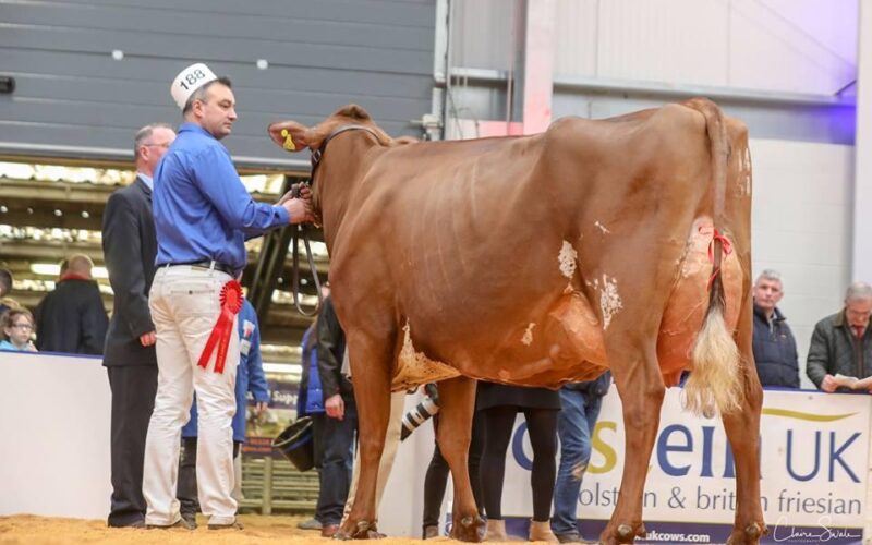 Breed Champion - Sandyford Prime Heather Honey